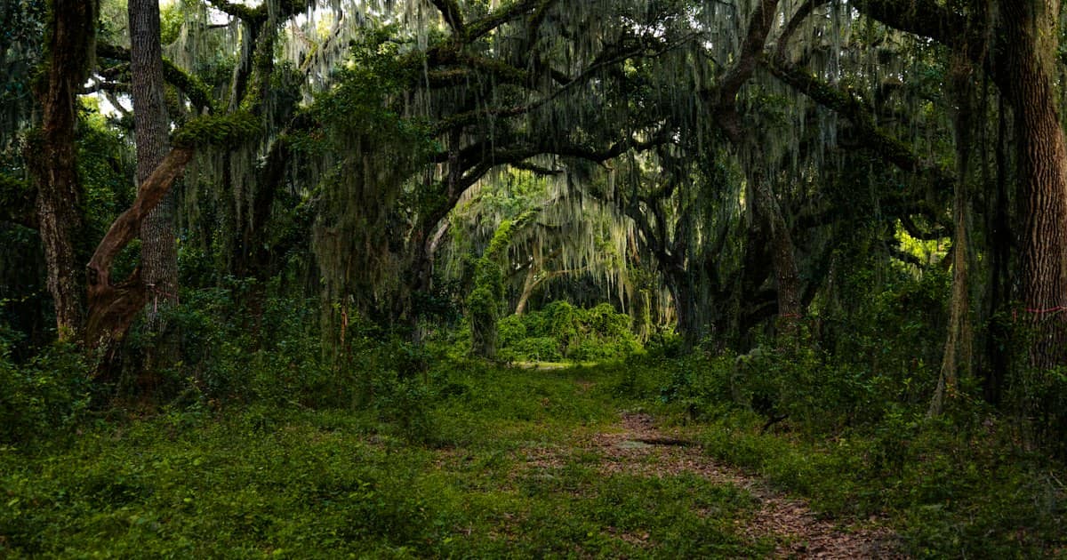 A canopy of mossy oak trees over a dirt road in Florida